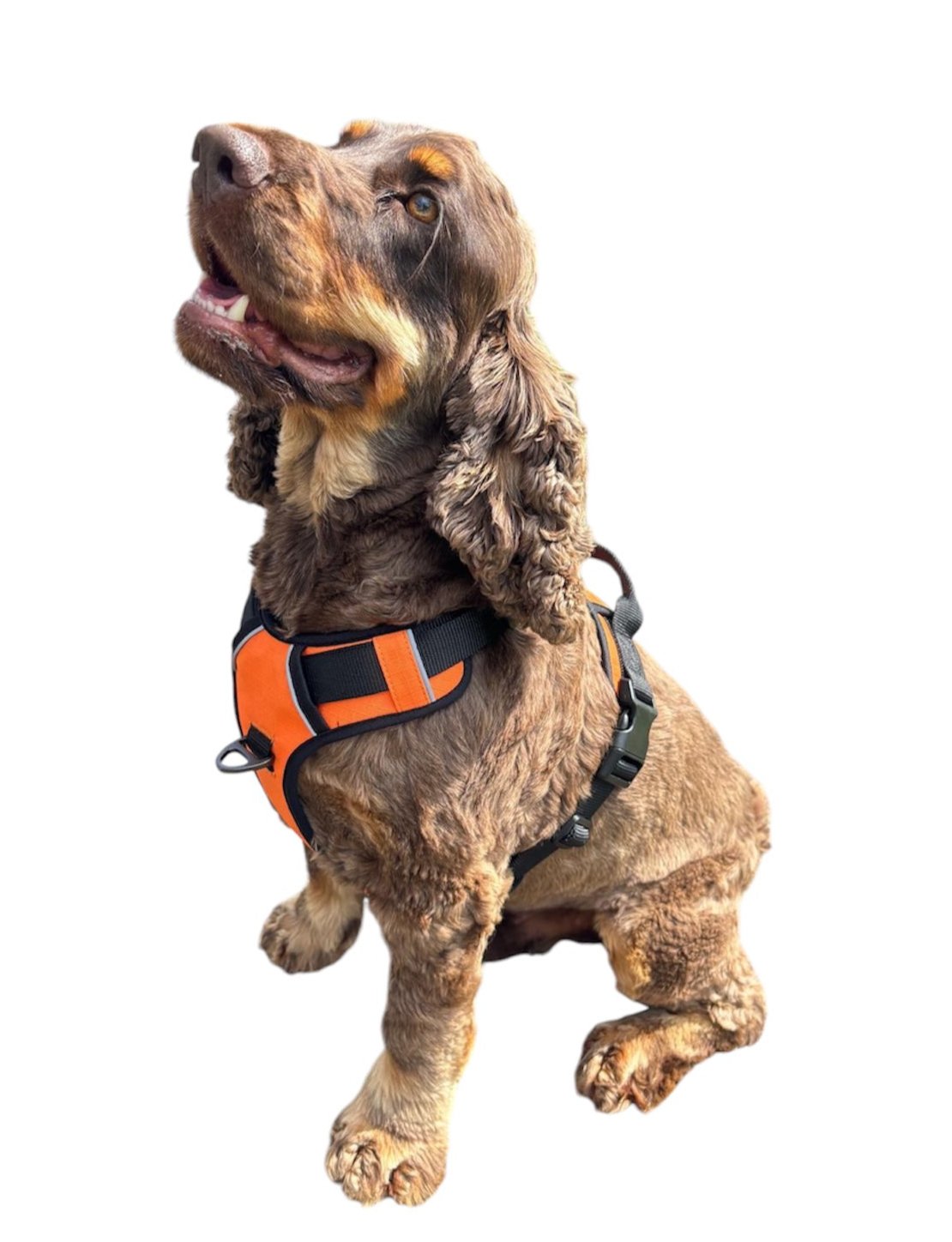 Adventure BARX 'Original' Dog Harness